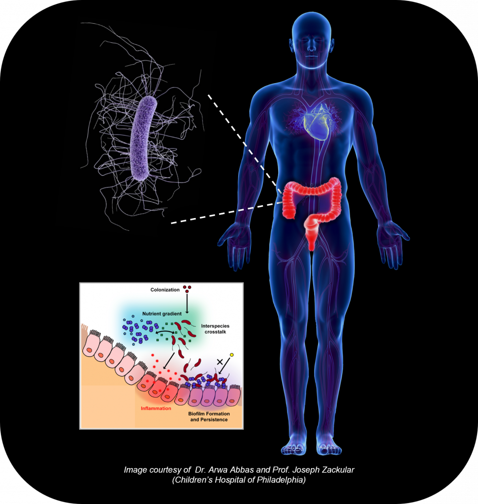 Image showcasing how infectious pathogens interact with microbial