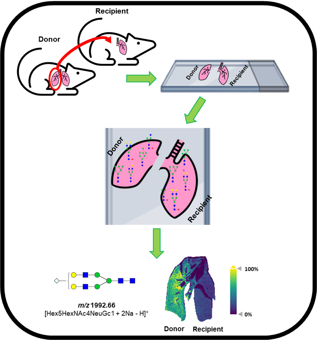 Schematic representation of lung transplant immune response research