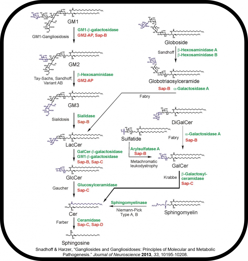 Biochemical pathway mapping of neurodegenerative diseases